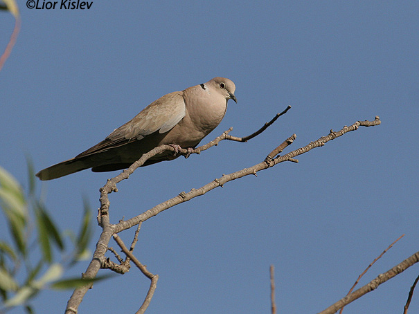  תור צוארון Eurasian Collared-Dove Streptopelia decaocto                    נחל סמק רמת הגולן,יולי 2006
